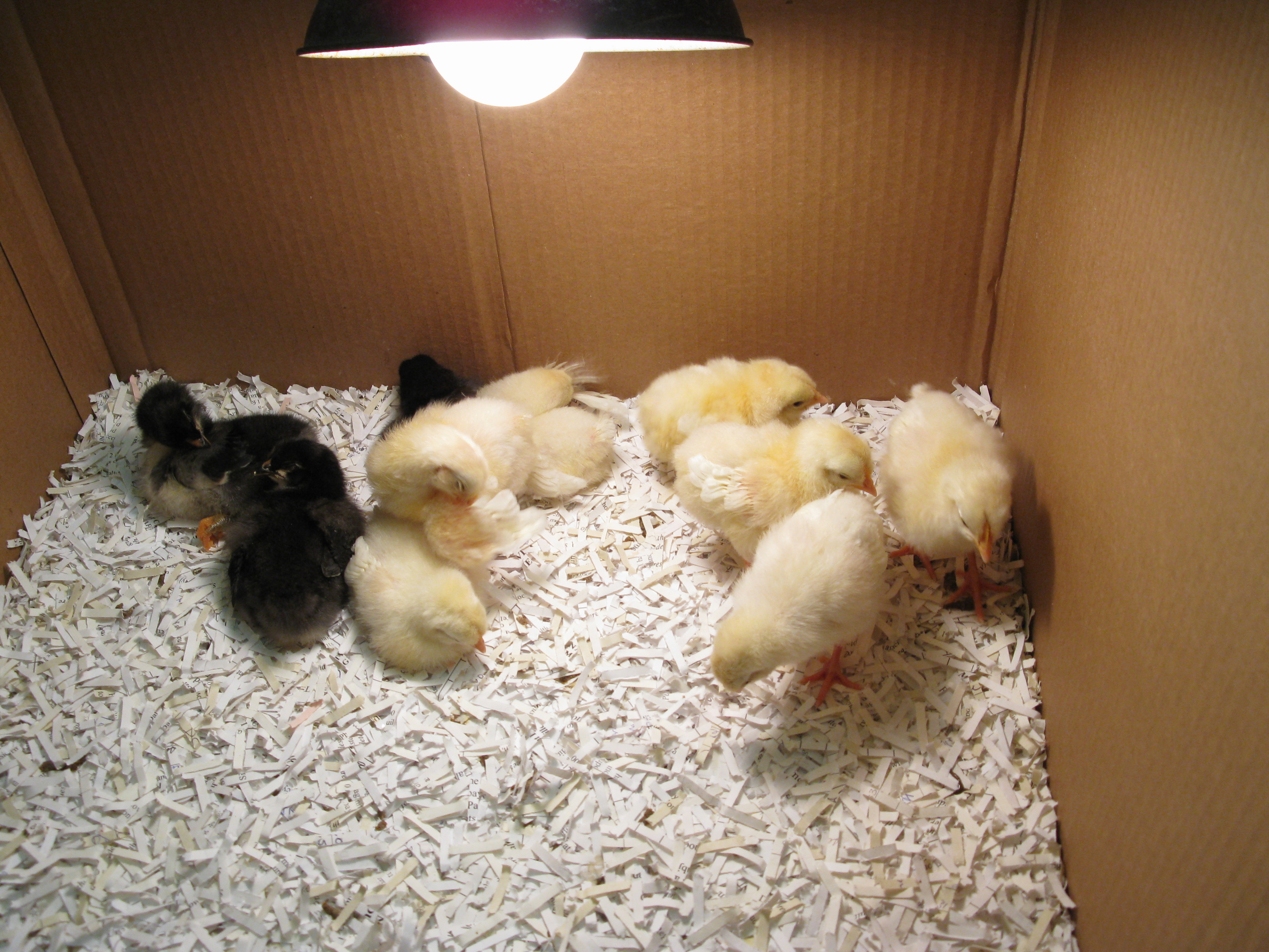 Chicken Egg Hatching Incubate 15 chicken eggs until
